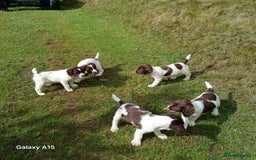 English Springer Spaniel dogs for sale: Springer spaniel pups  - Image 5