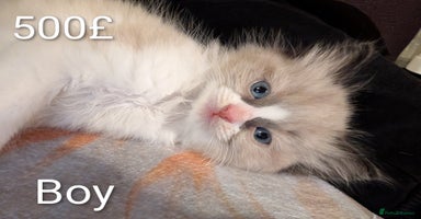 Ragdoll cats Ragdoll  - Advert 5