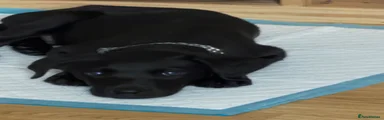 Labrador Retriever 1