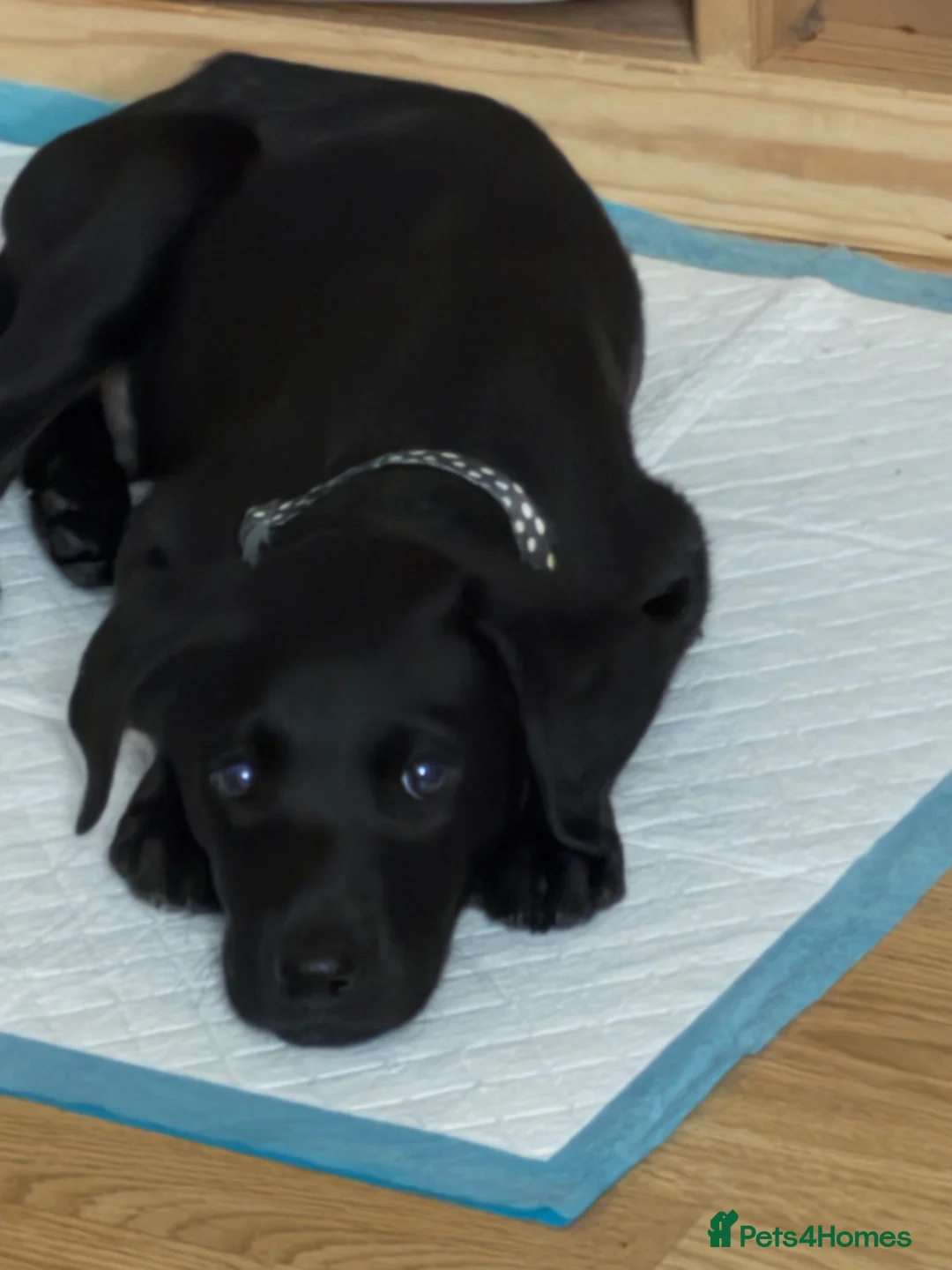Labrador Retriever dogs for sale: Male Labrador Retriever Puppy 9 weeks old  in London - Advert 2