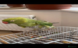 Ringnecks birds for sale: Ring neck Indian parrot  - Image 1