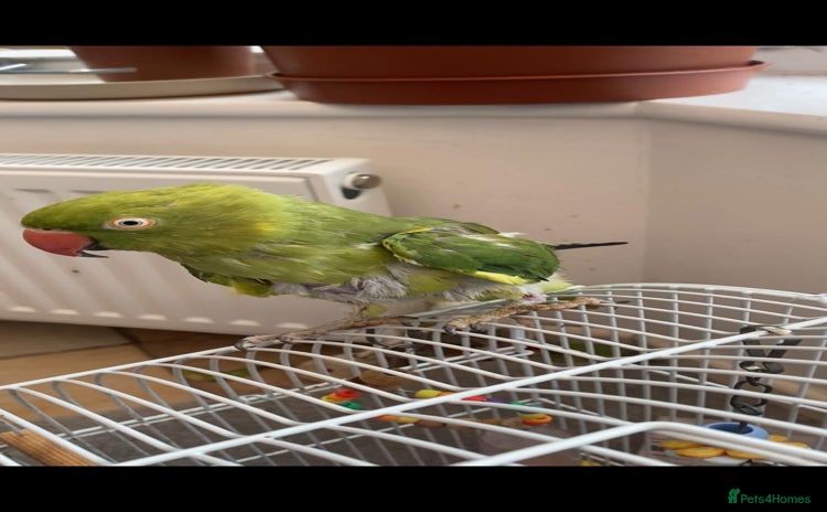 Ringnecks birds - Advert 3