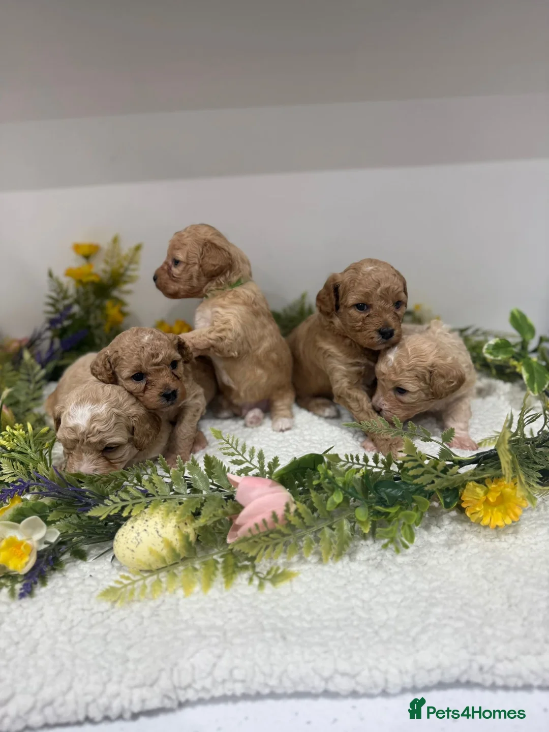 Poochon dogs for sale: 💙💙💗 adorable tiny poochon puppies 💗💙💙 - Advert 2