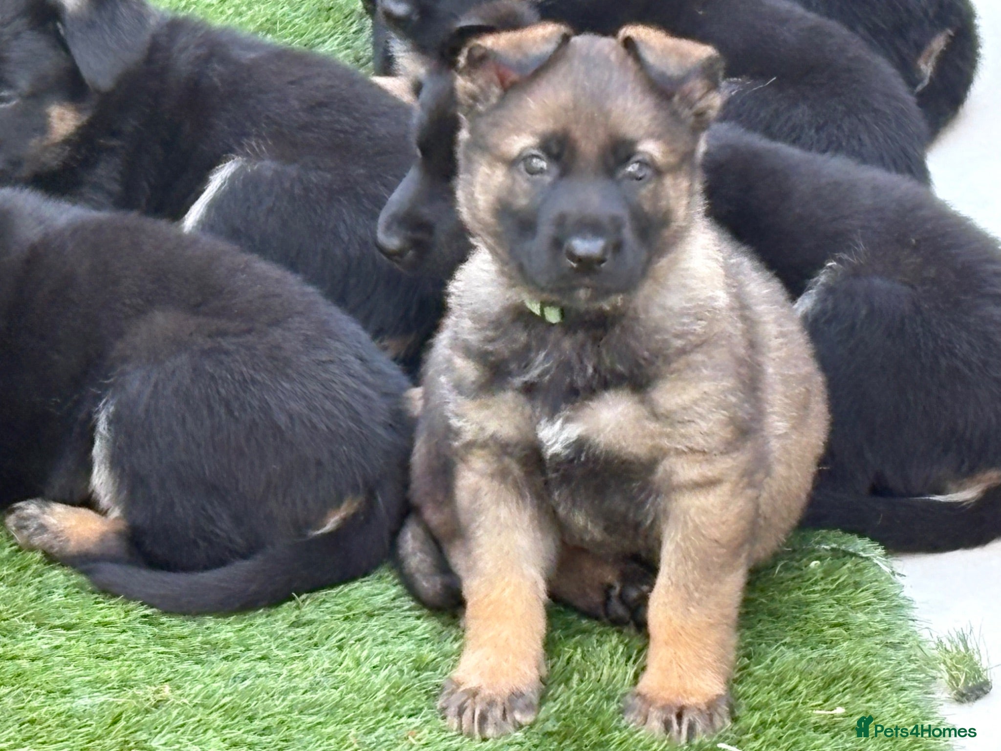 German Shepherd dogs Europe’s Elite line bred pedigree  - Advert 2