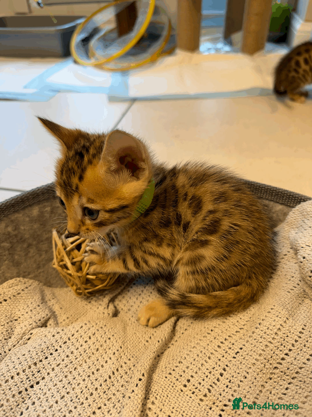 Bengal cats for sale: 🐾 Purebred Bengal Kittens for Sale 🐾 - Advert 14