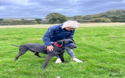 Great Dane dogs for stud: Solid Black Great Dane Stud KC Reg & Health tested - Advert 4