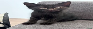 Kitten 1