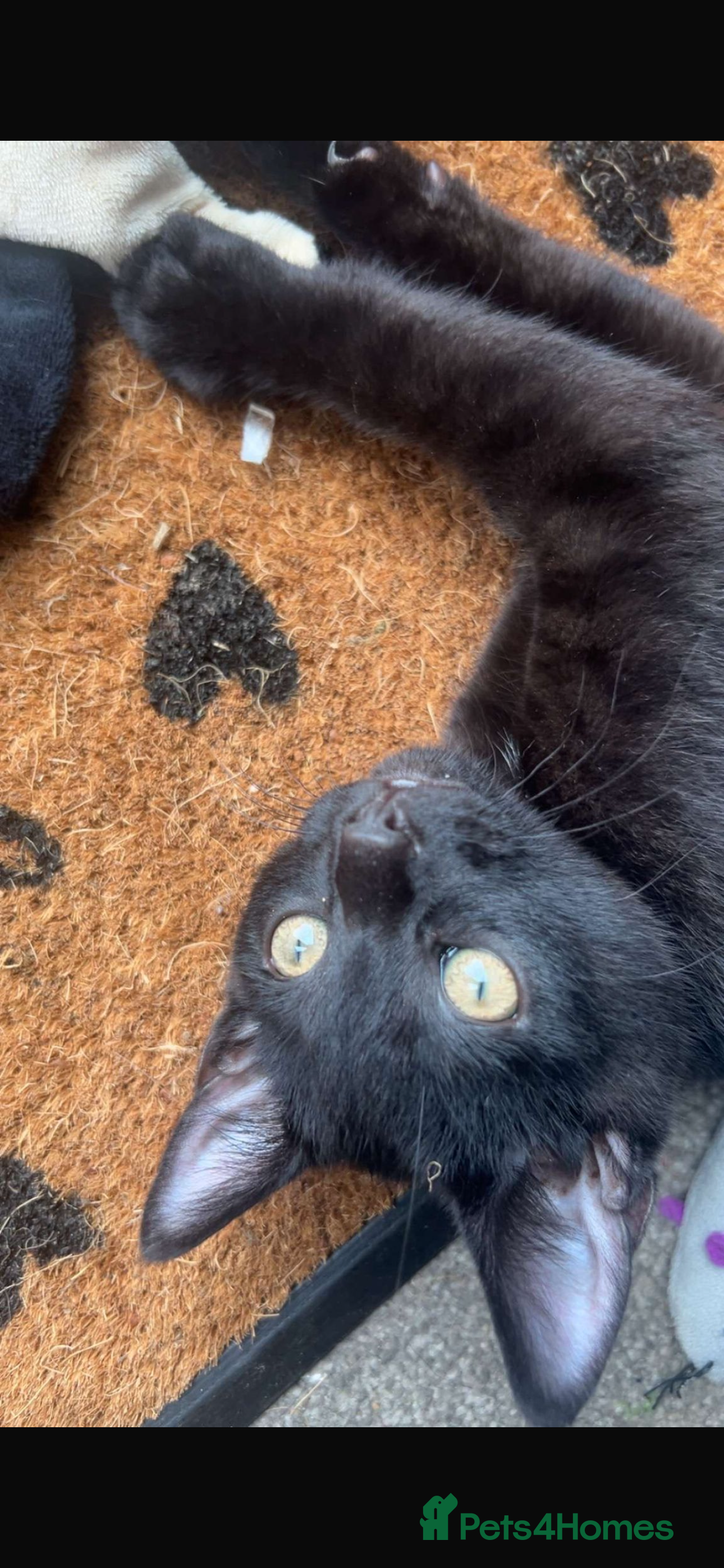 American Shorthair cats Black kitten  in Southampton - Advert 2