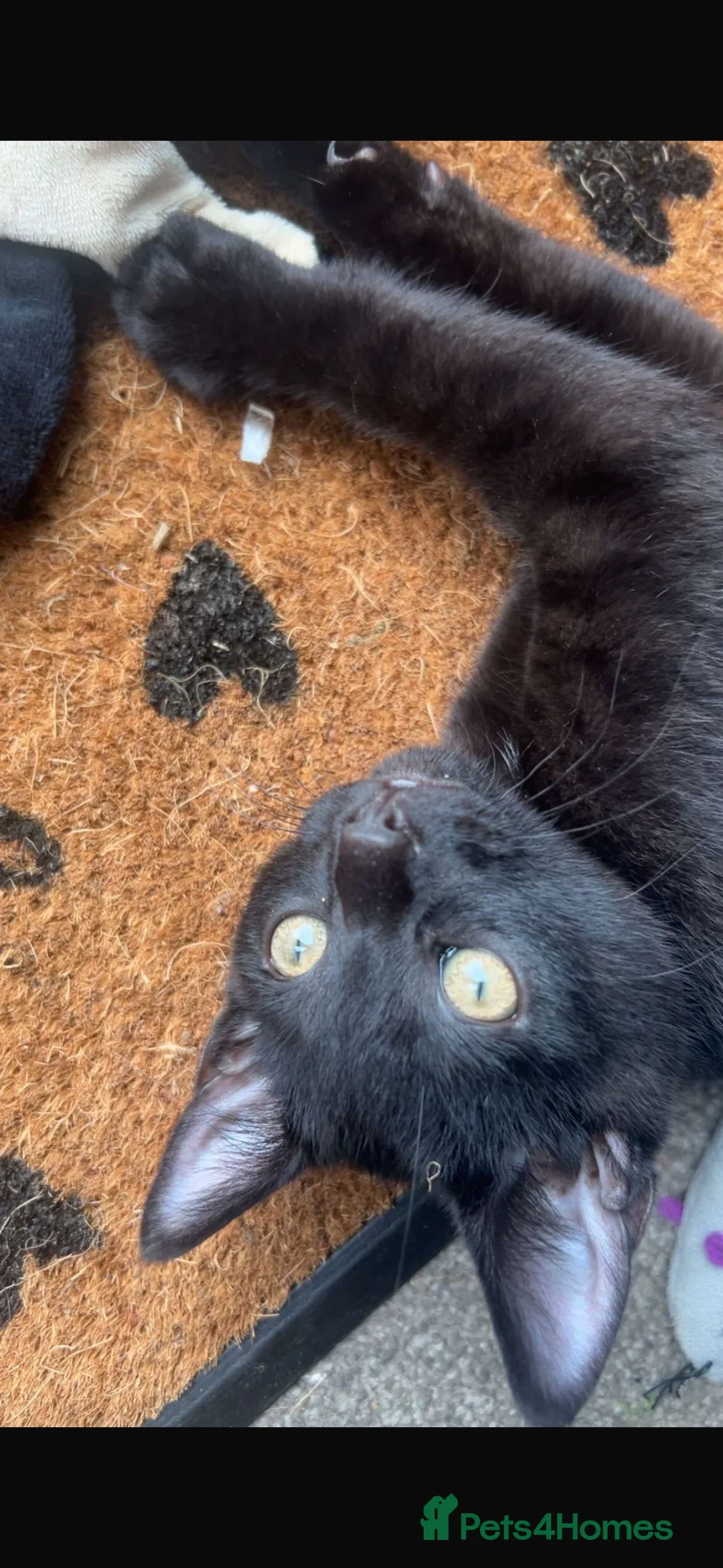 American Shorthair cats for sale: Black kitten  in Southampton - Advert 1