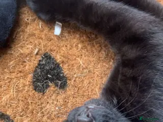 American Shorthair cats Black kitten in Southampton - Advert 2