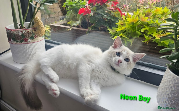 Ragdoll cats - Advert 2