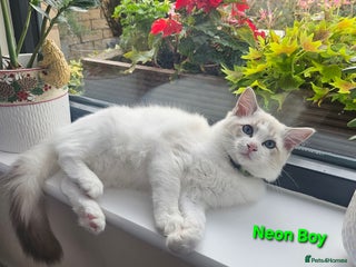 Ragdoll cats - Advert 5