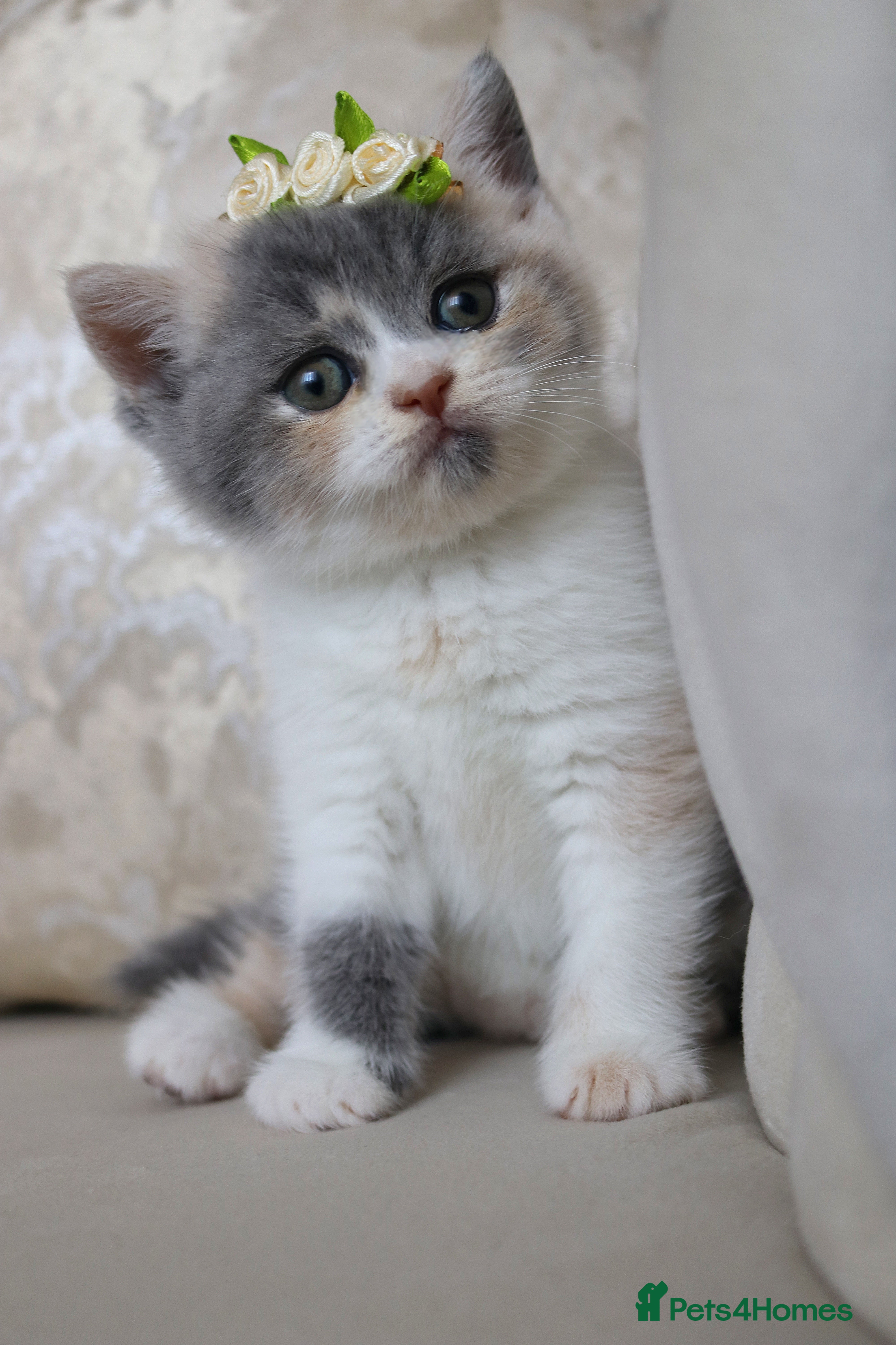British Shorthair cats 😻 Unique BSH kittens with pedigree! ✨ - Advert 2