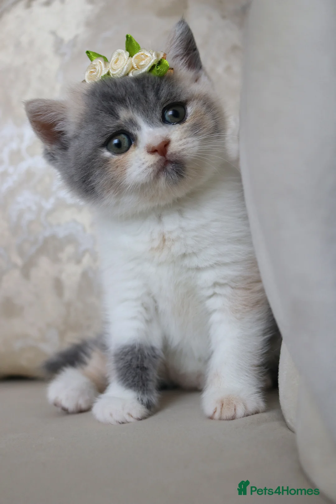 British Shorthair cats for sale: 😻 Unique BSH kittens with pedigree! ✨ - Advert 2