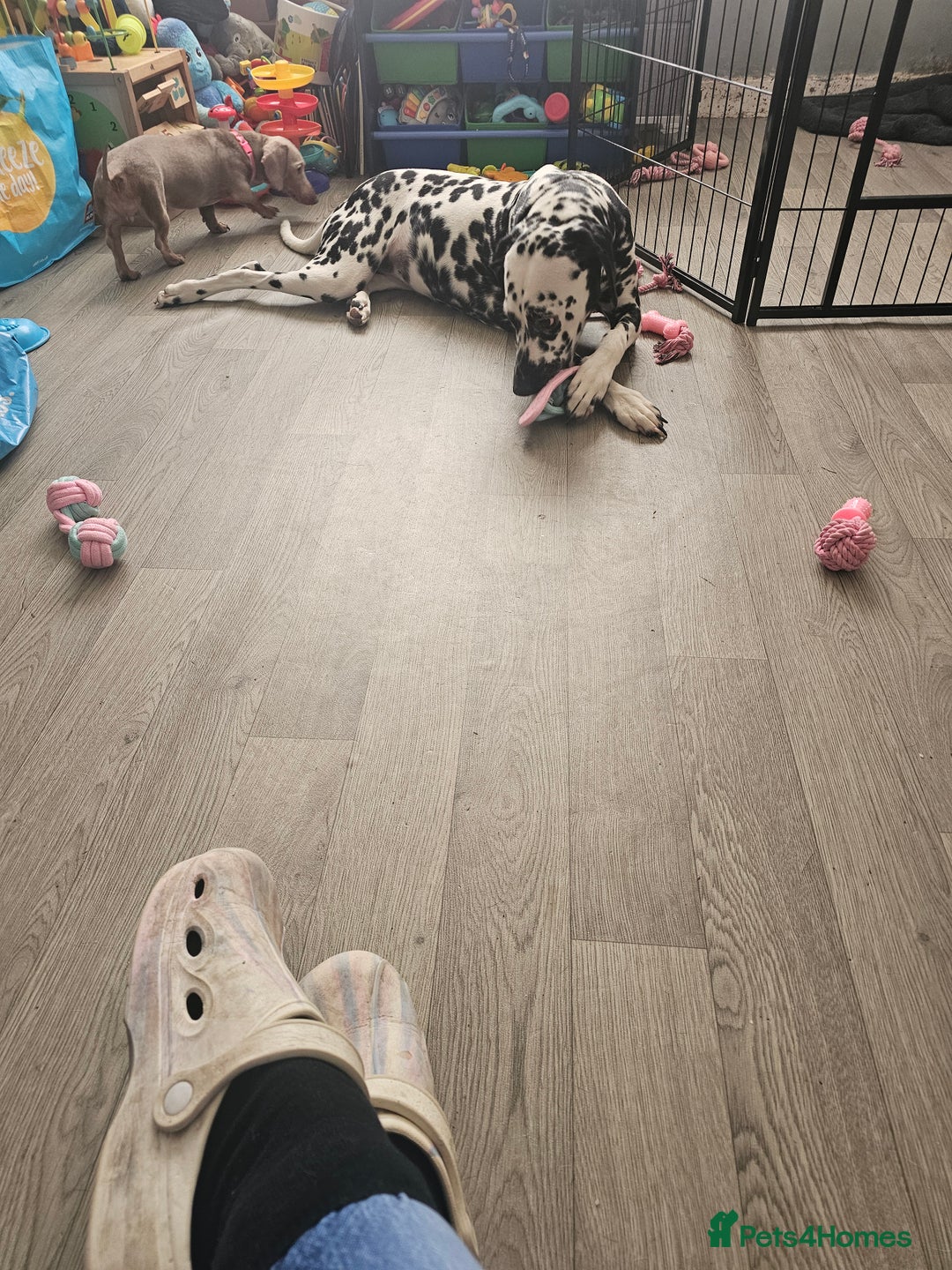 Dalmatian dogs for sale: Beautiful female dalmatian  - Image 3