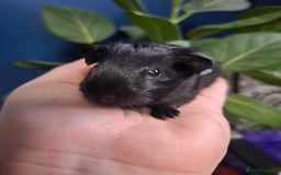 Guinea Pig rodents for sale: Beautiful Baby Guinea Pigs - Image 5