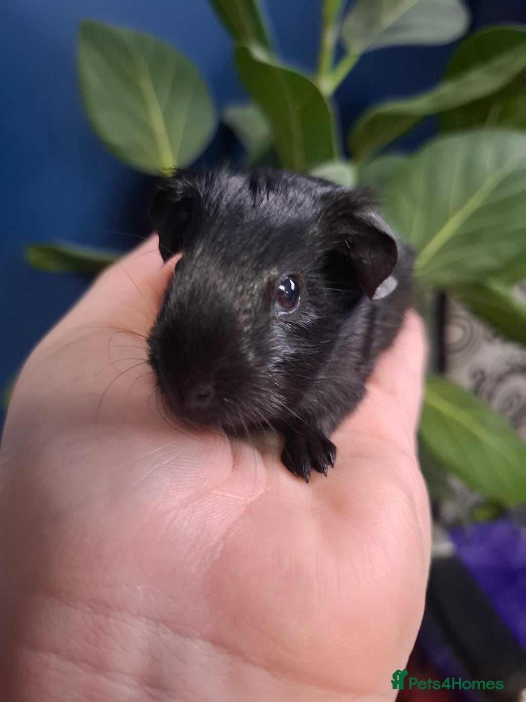 Guinea Pig rodents for sale: Beautiful Baby Guinea Pigs - Image 5