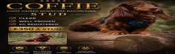 Miniature Dachshund dogs for sale: KC Reg Long Haired Dapple Mini Dachshunds - Advert 29