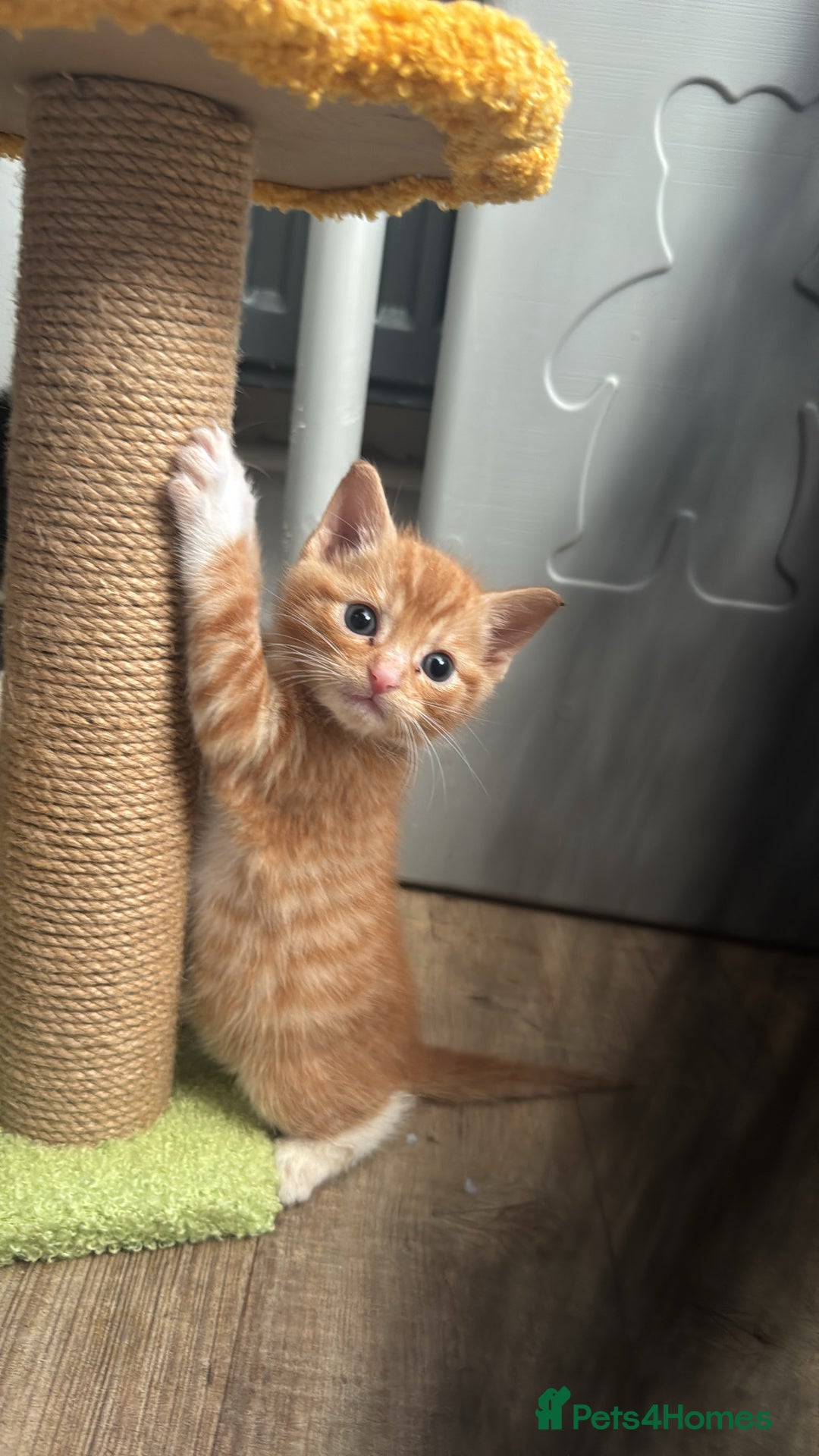 Mixed Breed cats for sale: Last 3 Adorable Ginger Males 🧡 - Advert 4