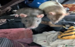 Rat rodents for sale: Rehoming 4 beautiful girls varied ages - Image 6