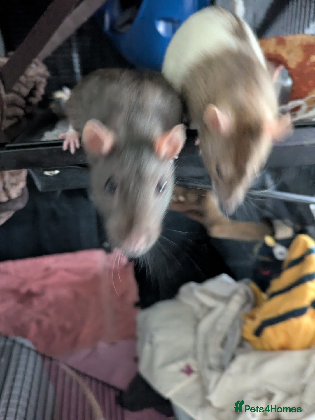 Rat rodents for sale: Rehoming 4 beautiful girls varied ages - Image 6