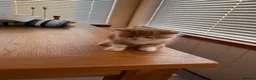 Mixed Breed cats for sale: Beautiful kittens for sale !! in Girvan - Advert 13