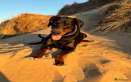 Dobermann dogs for stud: Elite European Doberman Stud – Champion Bloodlines - Image 15