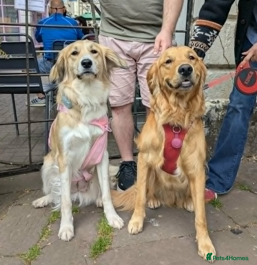 Mixed Breed dogs for adoption: ❤️ MEET RED – FIRST BORN AND FULL OF CHARACTER! ❤️ in Bristol - Advert 2