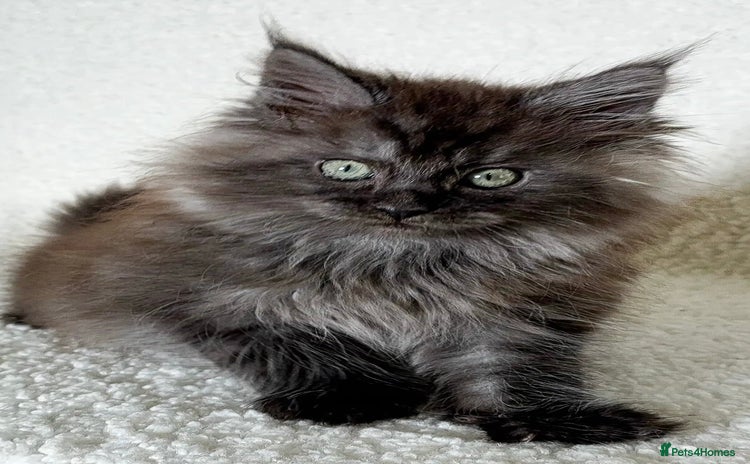 Maine Coon cats Xl Stunning Maine coon kittens  - Advert 13