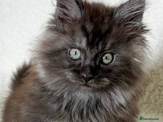 Maine Coon cats Xl Stunning Maine coon kittens - Advert 6