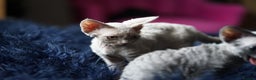 Devon Rex cats for sale: Ravel 💜male Devon Rex ( Reserved) - Advert 15