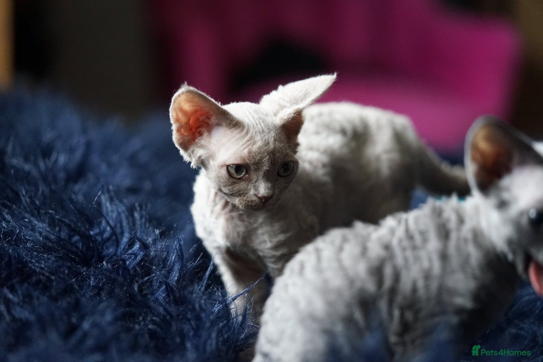Devon Rex cats for sale: Ravel 💜male Devon Rex ( Reserved) - Advert 15