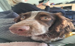 Cocker Spaniel dogs for sale: Male cocker spaniel for rehoming - Image 2