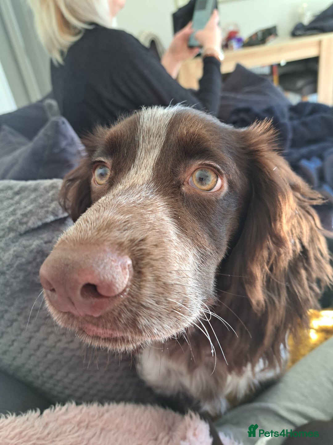 Cocker Spaniel dogs for sale: Male cocker spaniel for rehoming - Image 2