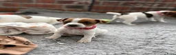 Jack Russell dogs for sale: KC Registered Jack Russell Puppies - Advert 8