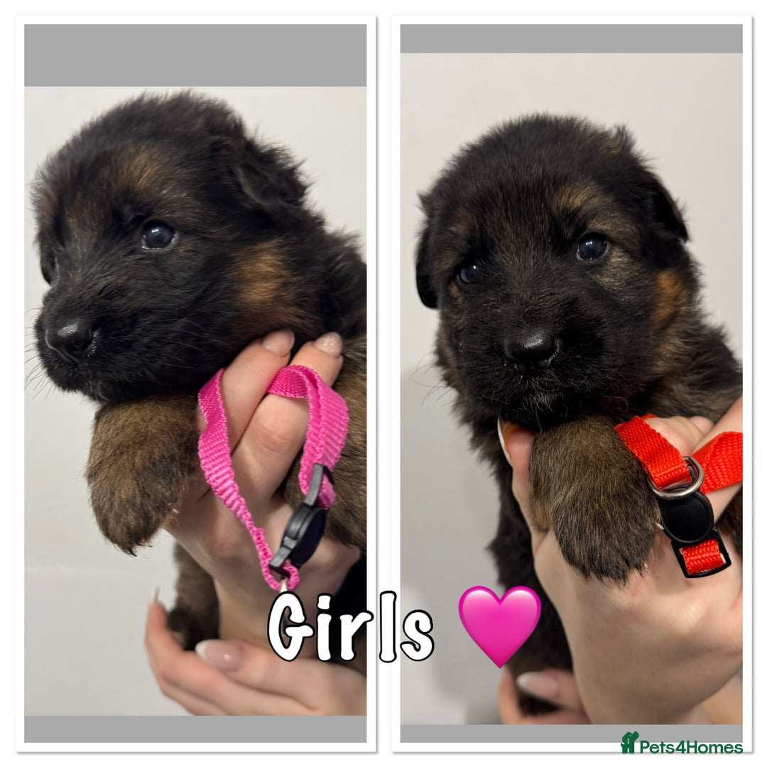 German Shepherd dogs for sale: KC REG Long coated German Shepherd puppies  - Advert 5