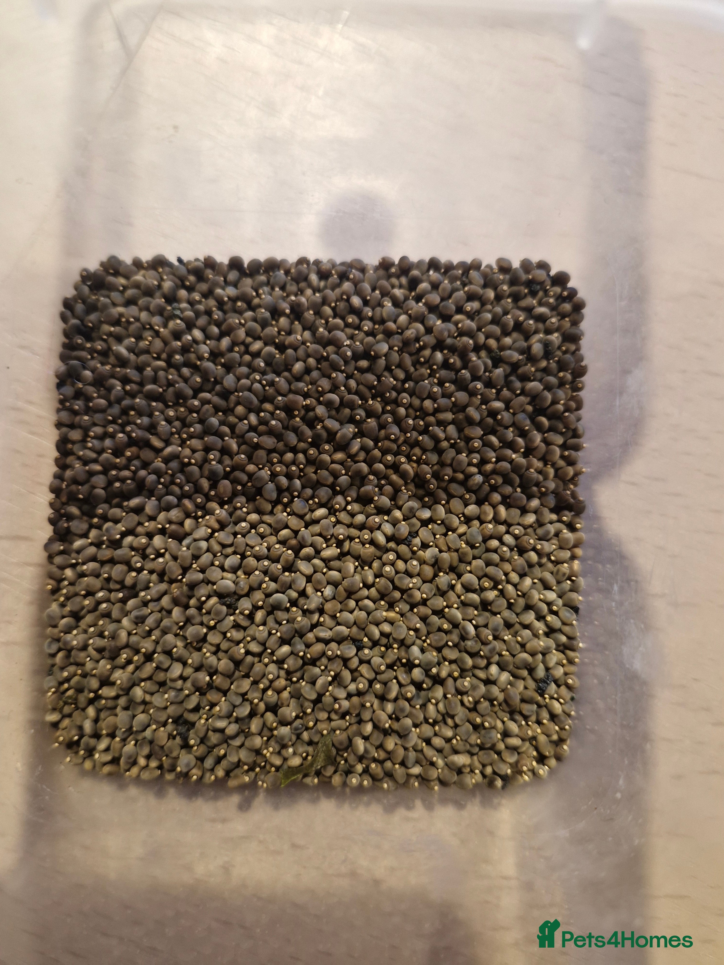 Stick Insects invertebrates Indian Stick Insect Eggs - Advert 1