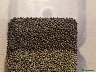 Stick Insects invertebrates Indian Stick Insect Eggs - Advert 1