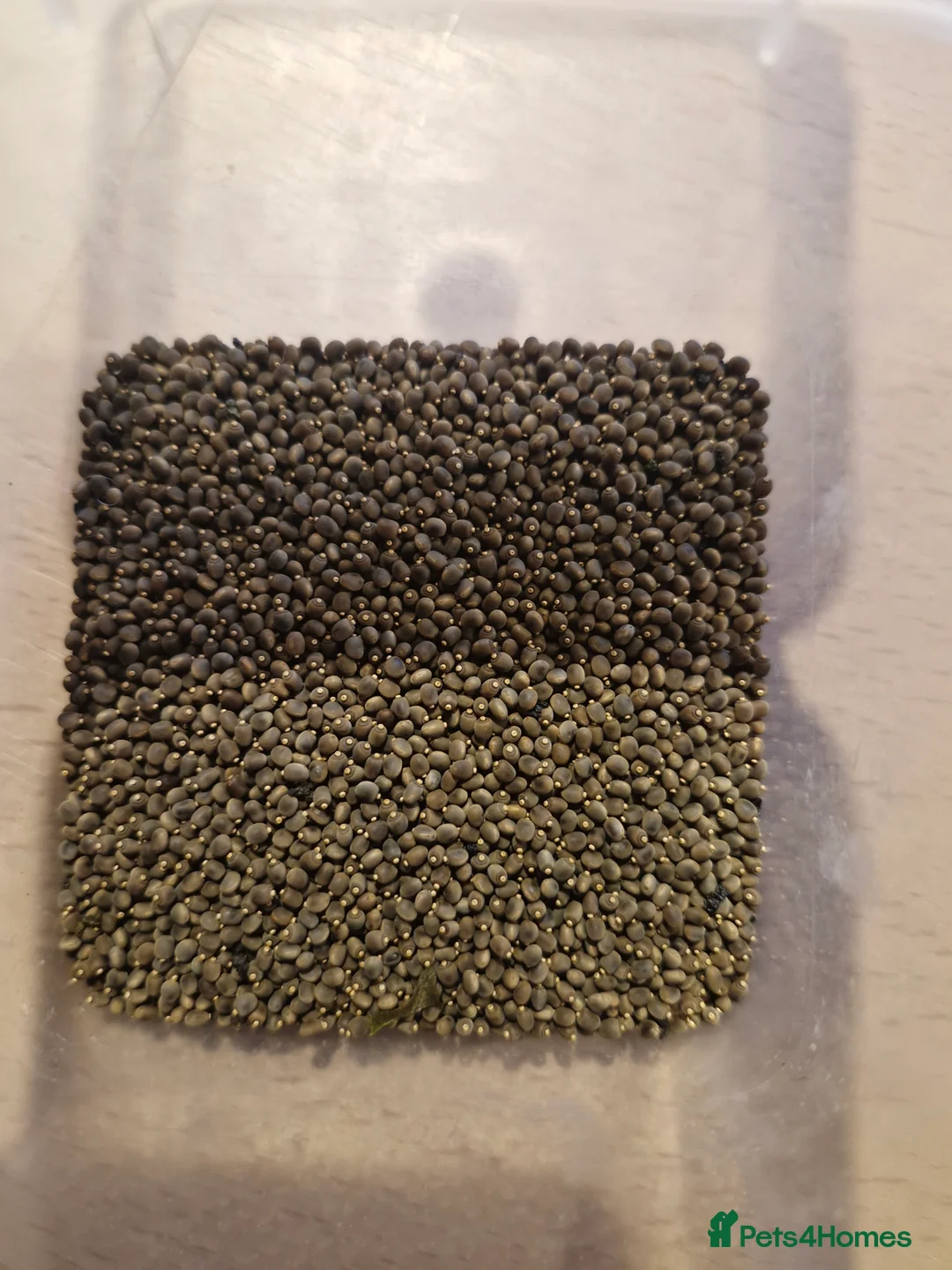 Stick Insects invertebrates for sale: Indian Stick Insect Eggs - Advert 1