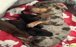 Miniature Dachshund dogs for sale: Mini miniature dachshund puppies  - Image 10