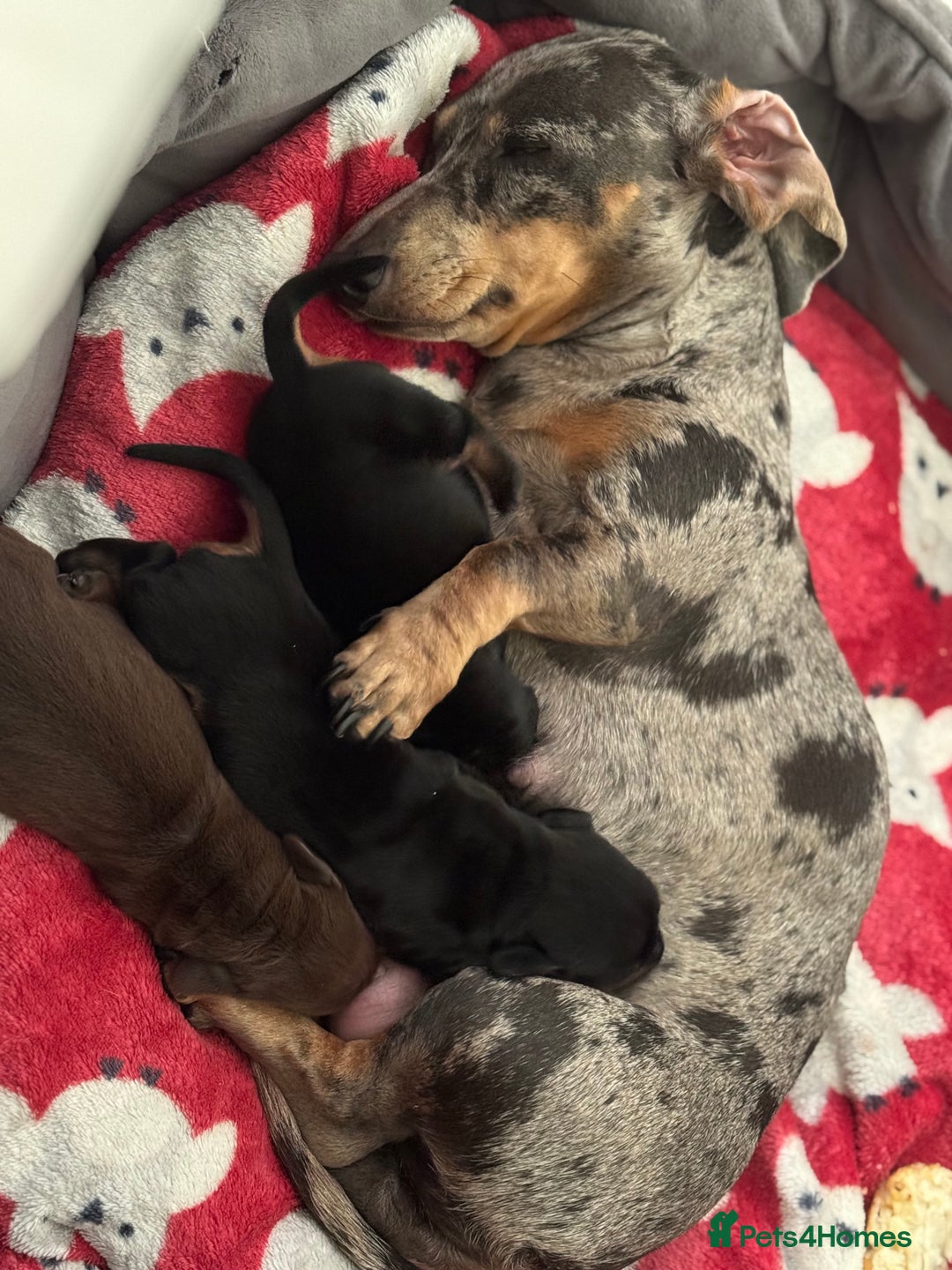 Miniature Dachshund dogs for sale: Mini miniature dachshund puppies  - Image 10