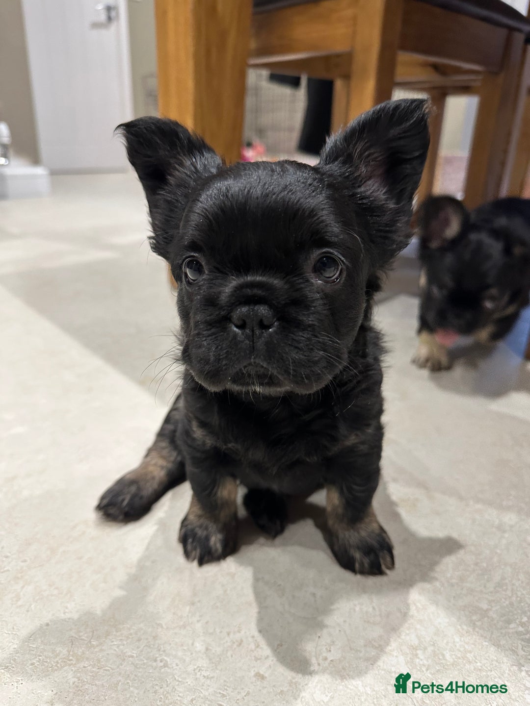 French Bulldog dogs for sale: Fluffy French Bulldog Puppy x 2 - Advert 7
