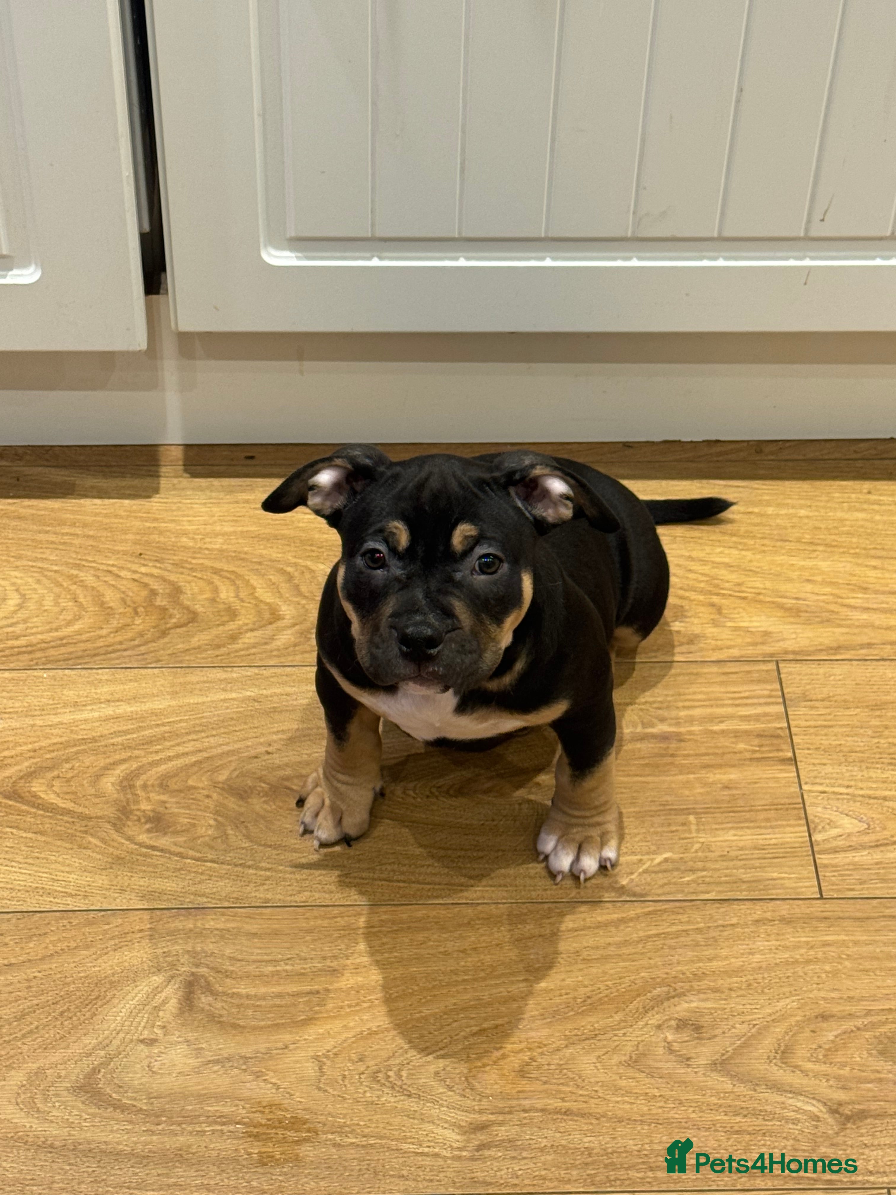 American Bully dogs 2 ABKC Pocket Bully puppies remaining - Advert 6