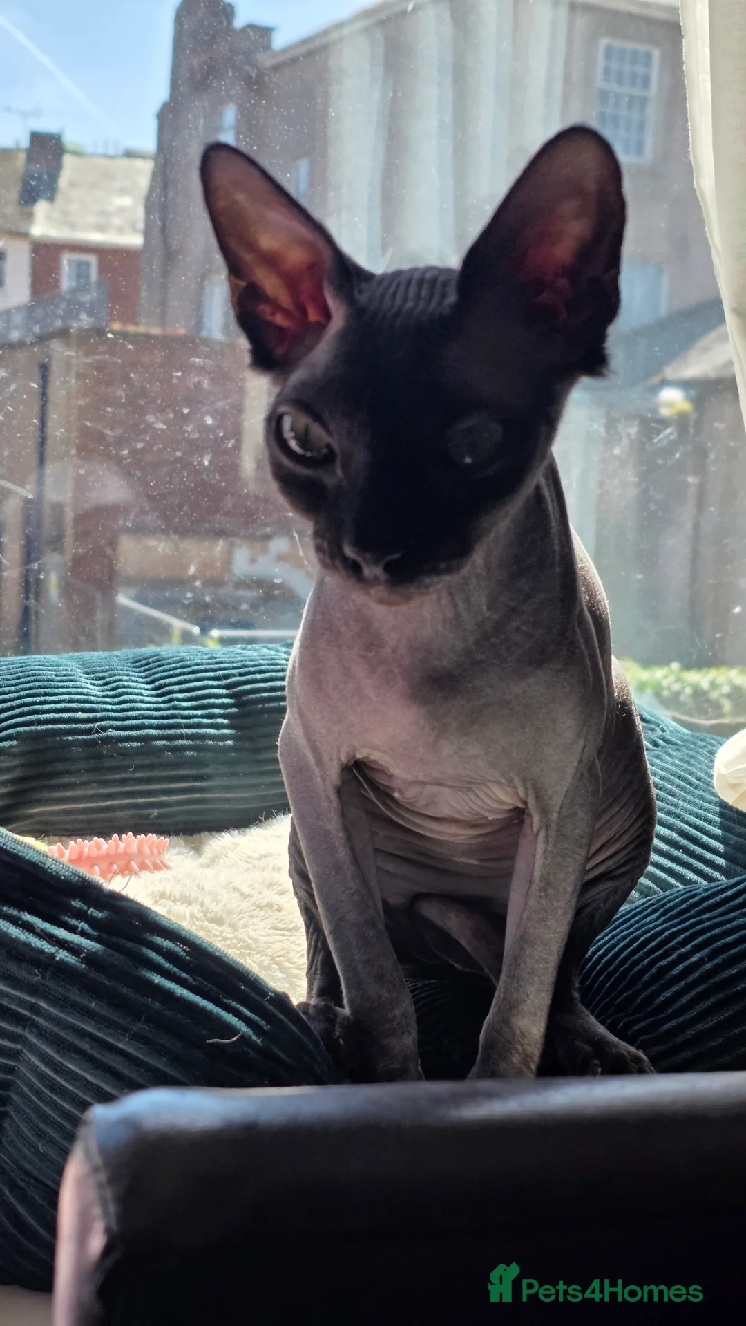 Sphynx cats for sale: Sphynx kittens 1 male and 1 female  - Advert 2