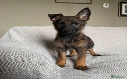 German Shepherd dogs for sale: BEAUTIFUL ALERT PUPS - Image 3