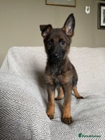 German Shepherd dogs - Advert 7