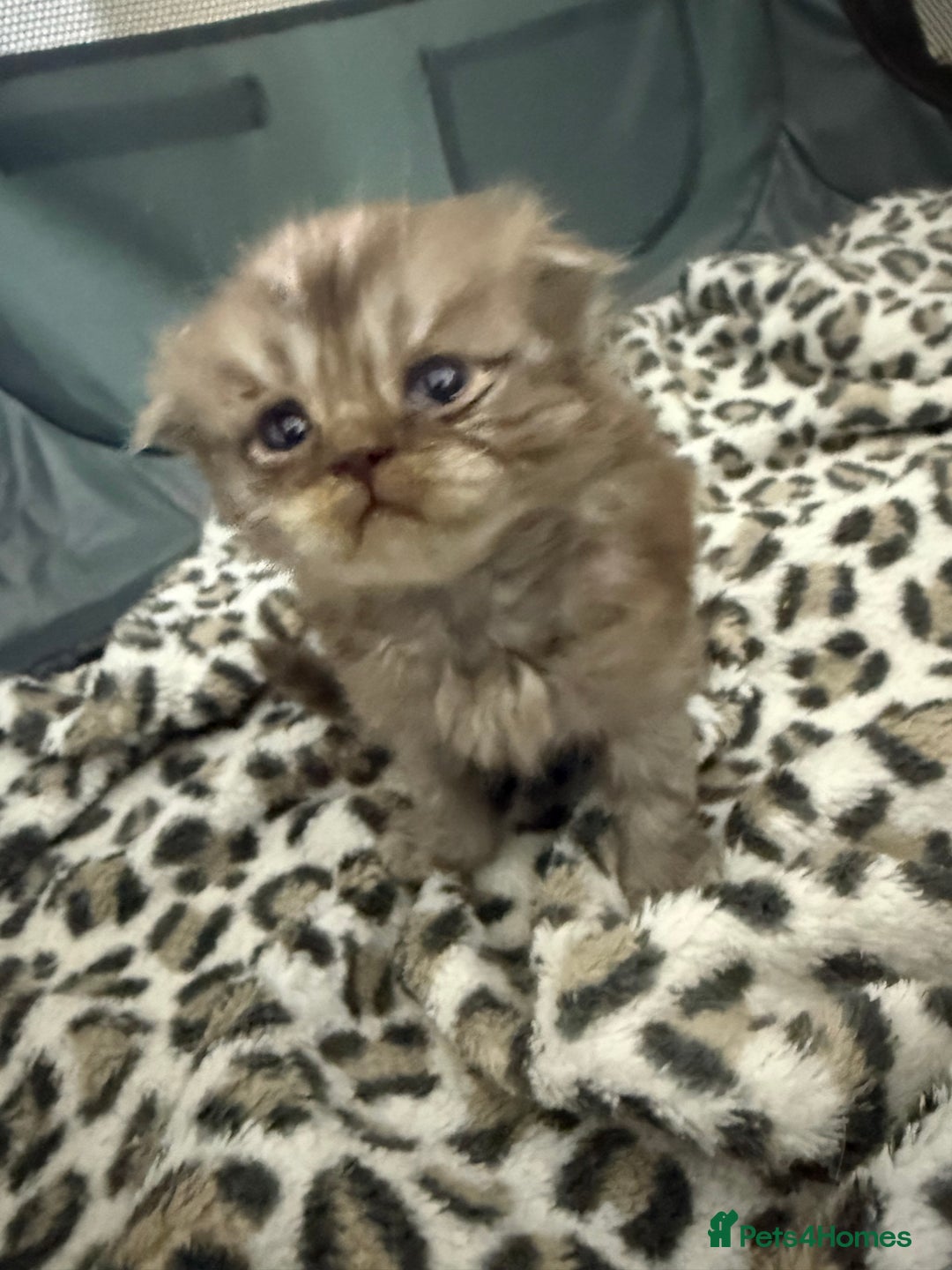 Scottish Fold cats for sale: Stunning Rainbow litter ready for  **   - Advert 1