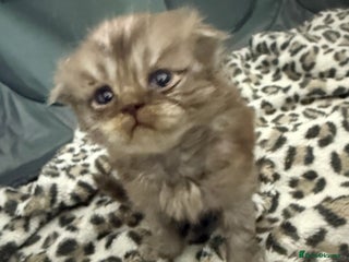 Scottish Fold cats Stunning Rainbow litter ready for Xmas - Advert 3