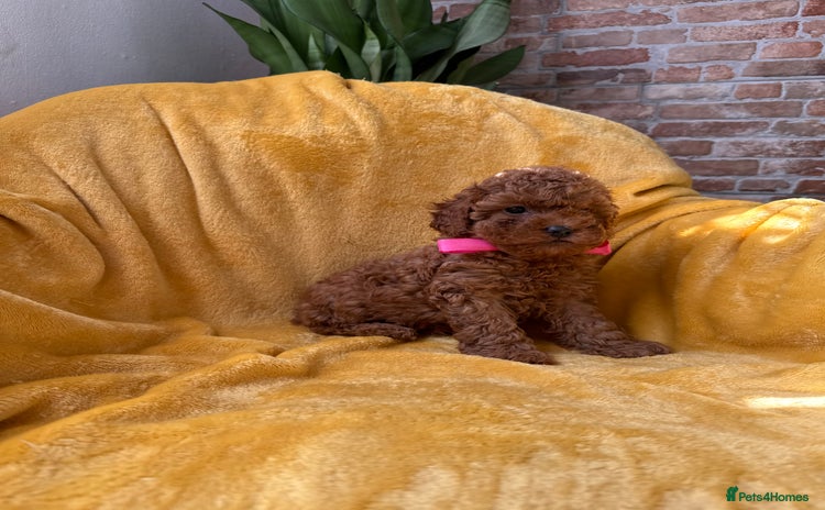 Toy Poodle dogs - Advert 14