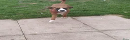 Mixed Breed dogs for sale: Boxer X in Fleetwood - Advert 6